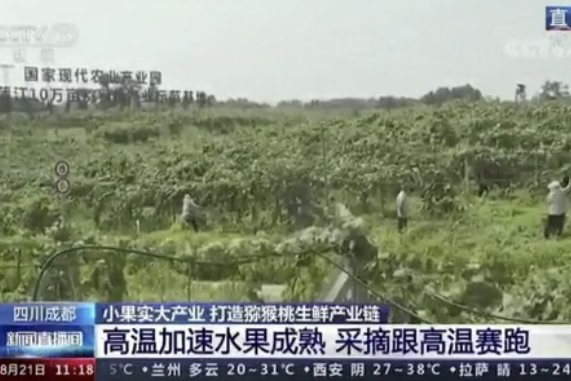 央視新聞中的天然蕓苔素、生物農藥助力綠色農業、品牌農產品更有價值