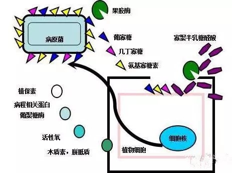 氨基寡糖素 - 植物的免疫衛士，根結線蟲的克星