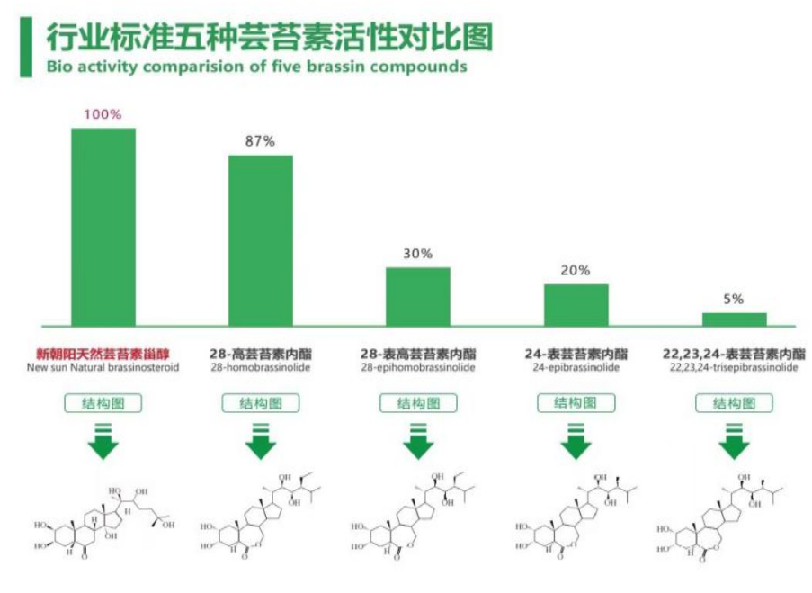 小麥拌種選新朝陽天然蕓苔素，讓小麥高產(chǎn)贏在起跑線上！（小麥在什么時(shí)候用蕓苔素效果最佳）